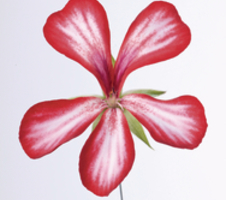Pelargonium pelt. Villetta Red-White