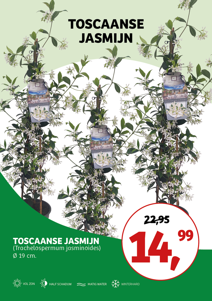 Trachelospermum jasminoides ; p19 3stok90