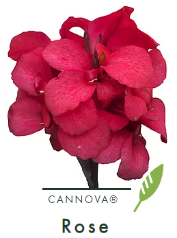 Canna  cannova Rose (Groen blad) ; 