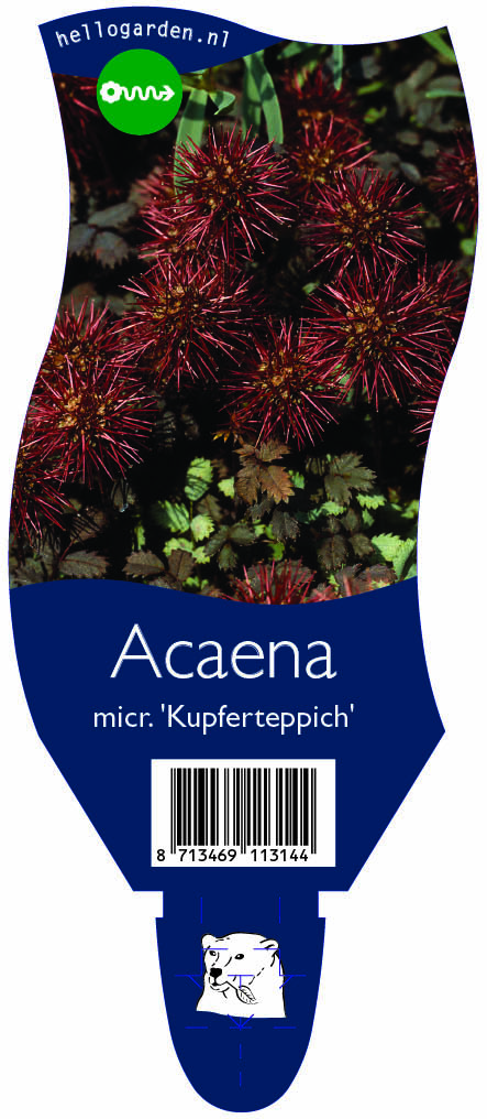 Acaena micr. 'Kupferteppich' ; P11