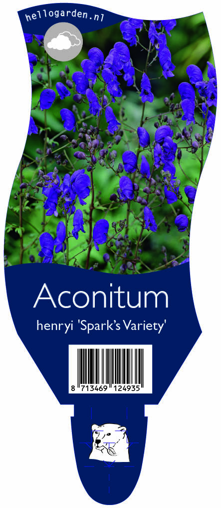 Aconitum henryi 'Spark’s Variety' ; P11