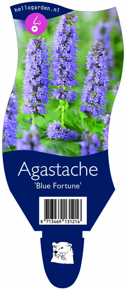 Agastache 'Blue Fortune' ; P11