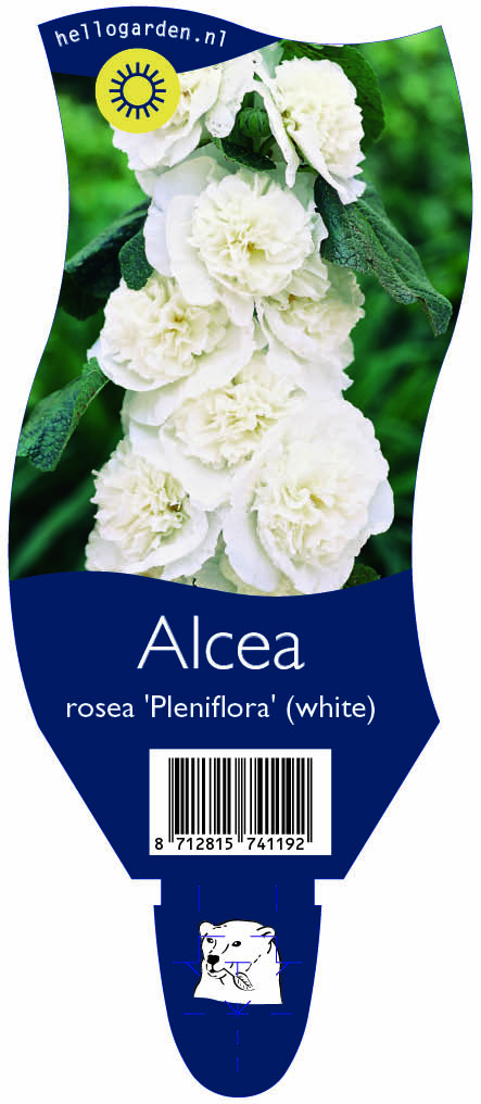 Alcea rosea 'Pleniflora' (white) ; P11