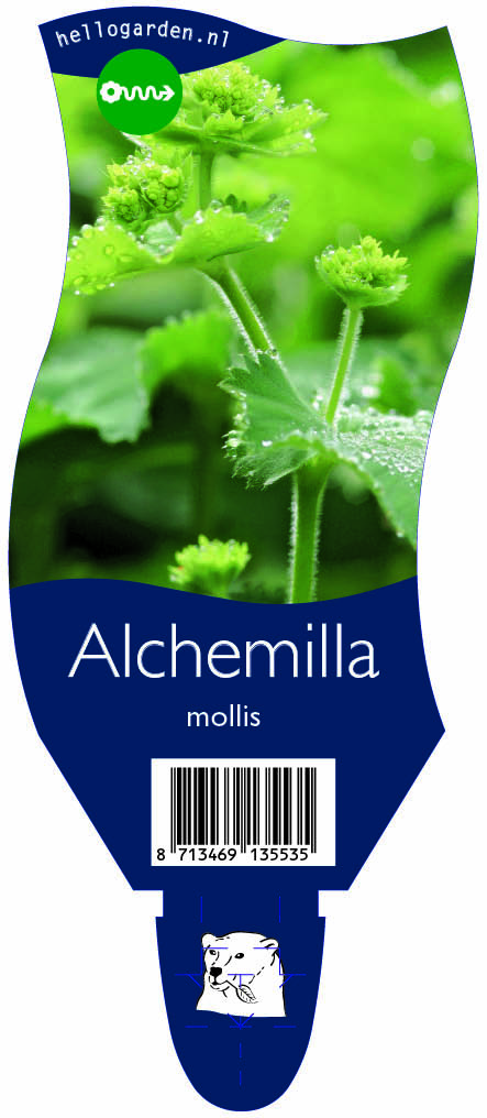 Alchemilla mollis ; P11
