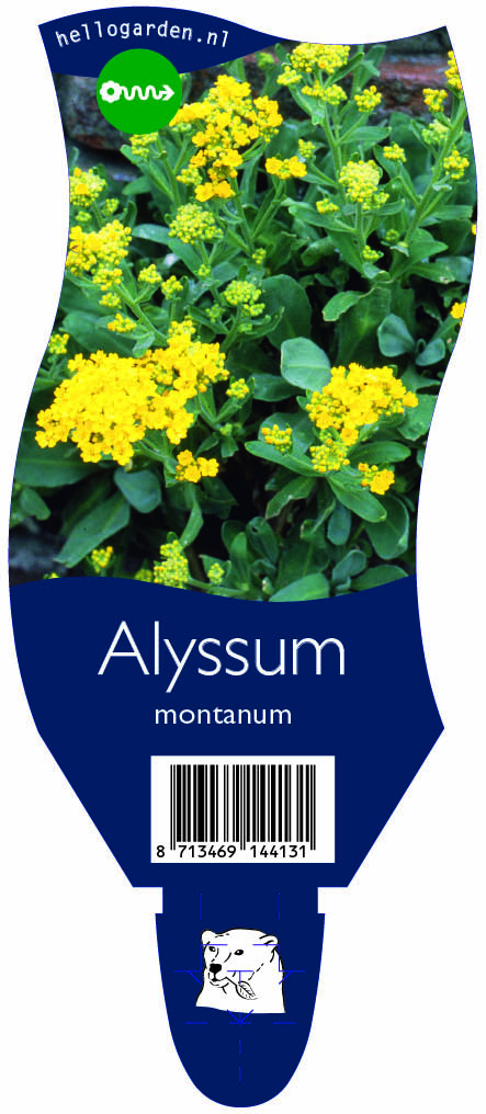 Alyssum montanum ; P11