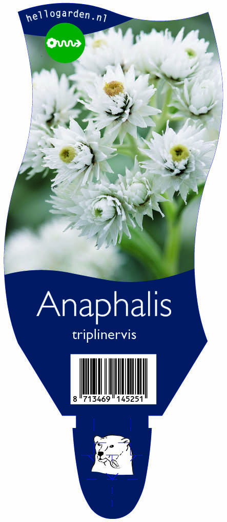 Anaphalis triplinervis ; P11
