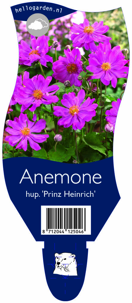Anemone hup. 'Prinz Heinrich' ; P11