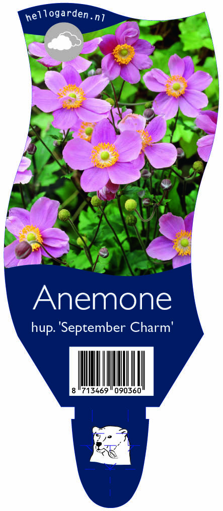 Anemone hup. 'September Charm' ; P11