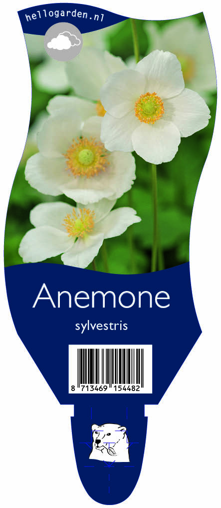 Anemone sylvestris ; P11