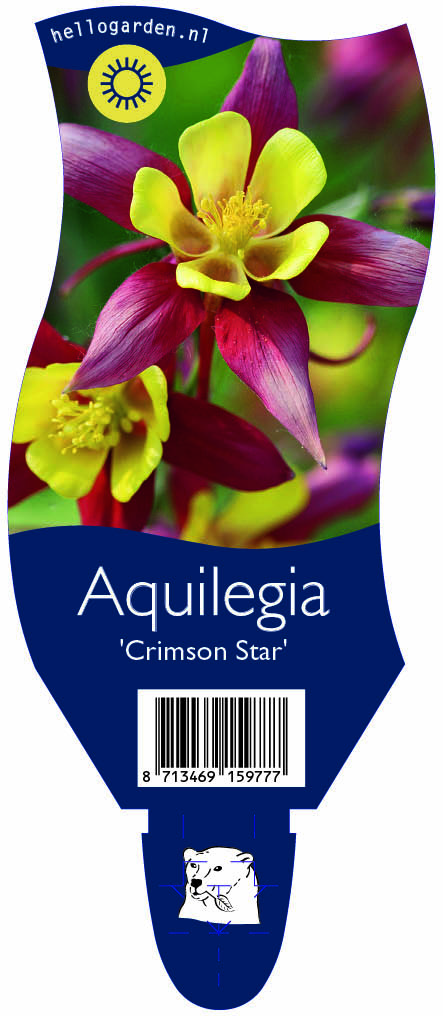 Aquilegia 'Crimson Star' ; P11