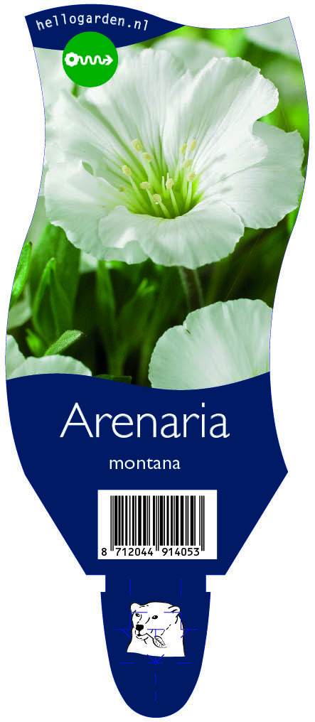 Arenaria montana ; P11