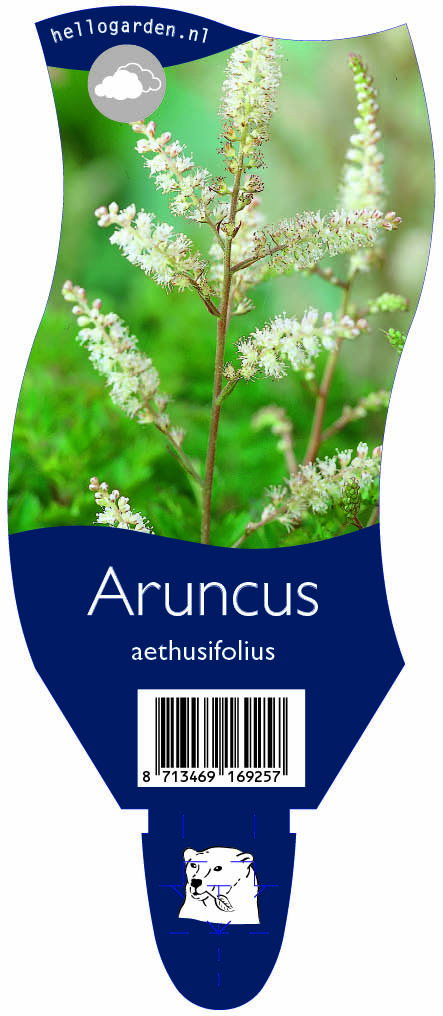Aruncus aethusifolius ; P11