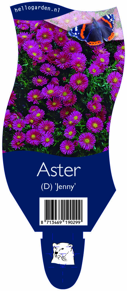 Aster (D) 'Jenny' ; P11