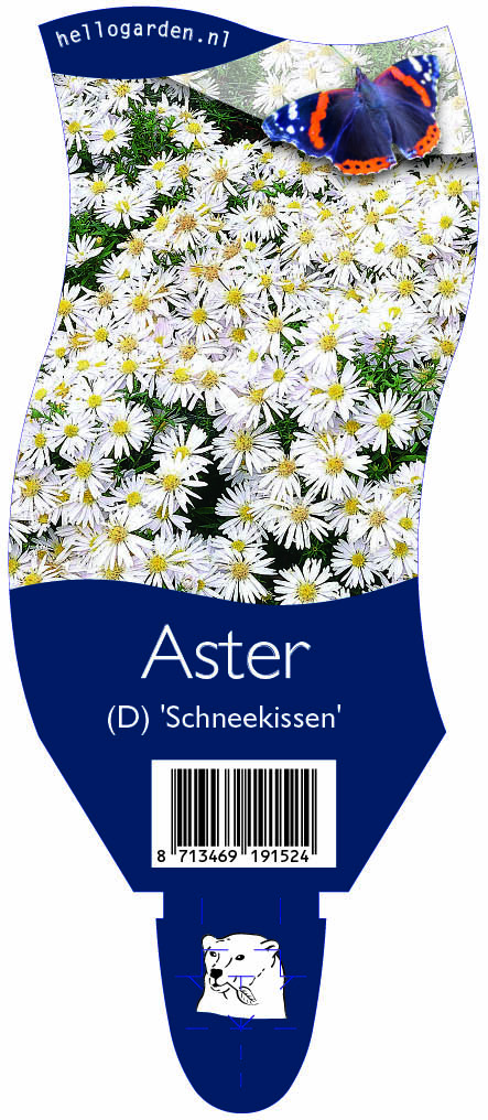 Aster (D) 'Schneekissen' ; P11