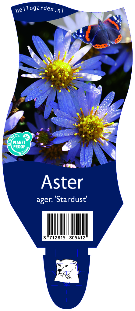 Aster ager. 'Stardust' ; P11