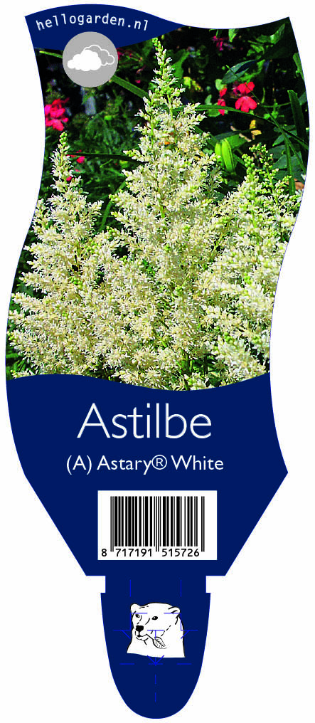 Astilbe (A) Astary® White ; P11