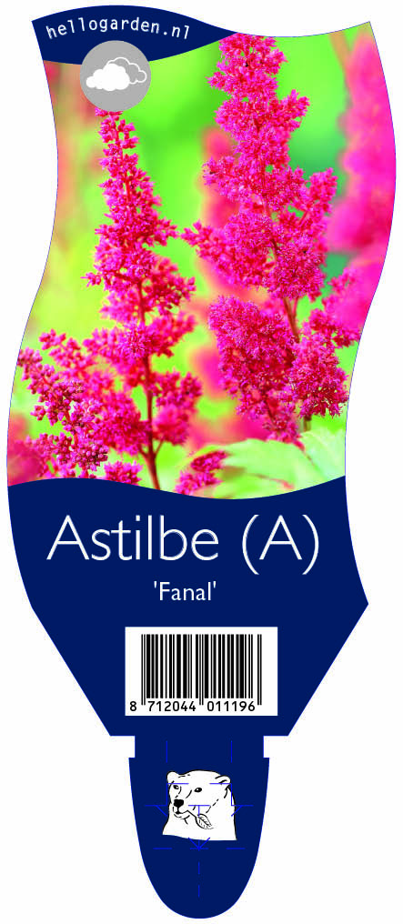 Astilbe (A) 'Fanal' ; P11