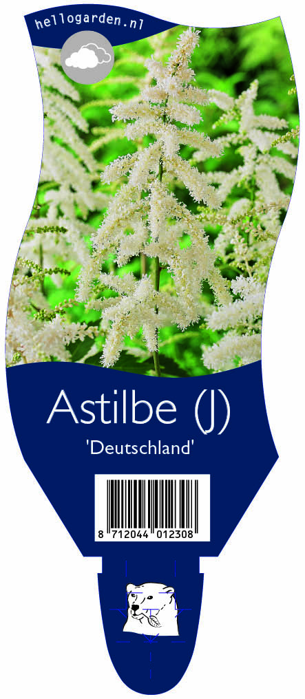 Astilbe (J) 'Deutschland' ; P11