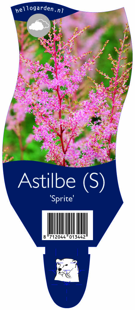 Astilbe (S) 'Sprite' ; P11