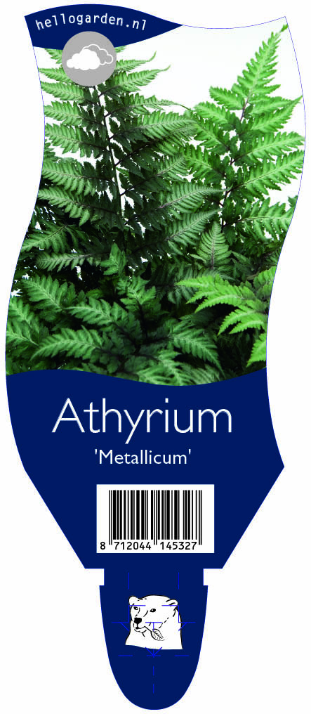 Athyrium 'Metallicum' ; P11