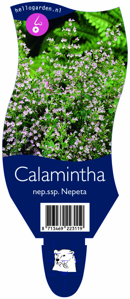 Calamintha nep.ssp. Nepeta ; P11