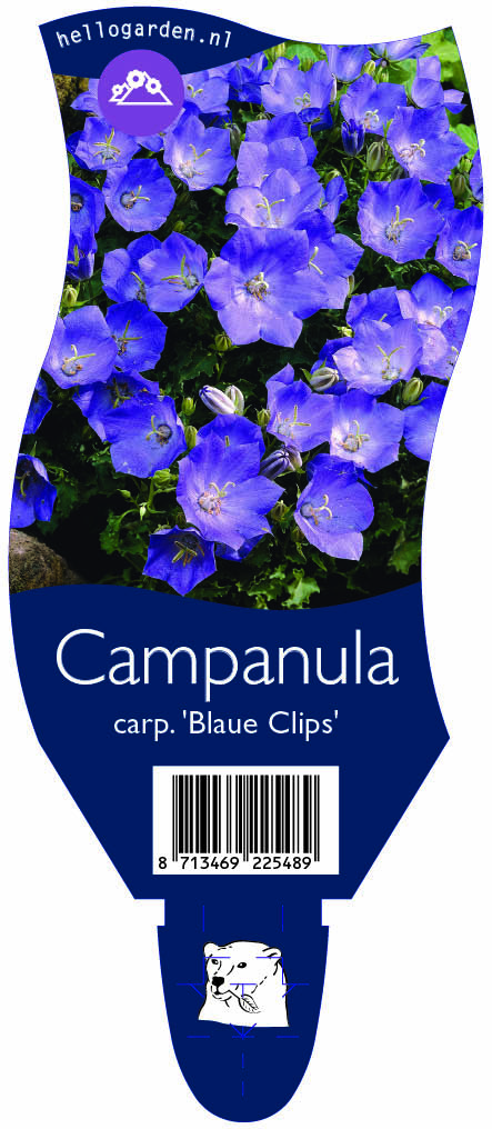 Campanula carp. 'Blaue Clips' ; P11