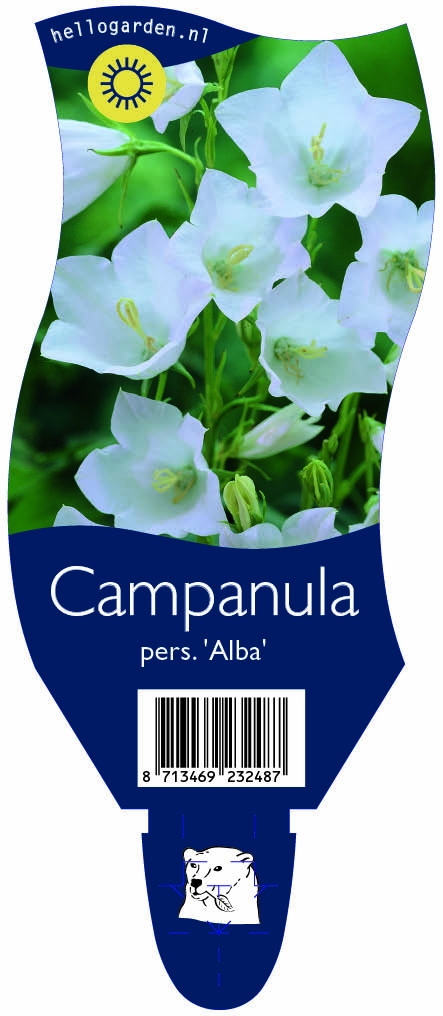 Campanula pers. 'Alba' ; P11
