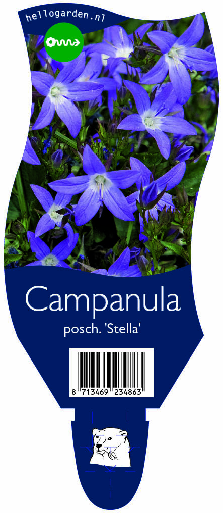 Campanula posch. 'Stella' ; P11