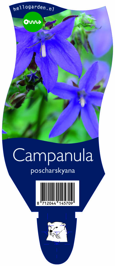 Campanula poscharskyana ; P11