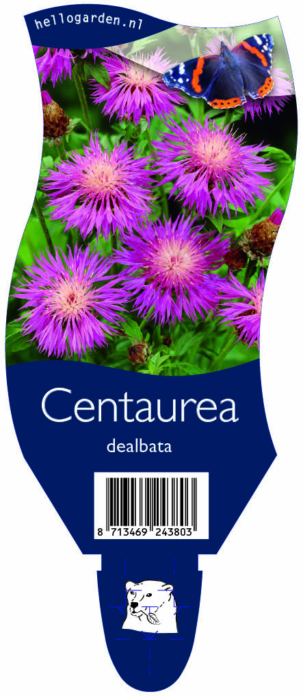 Centaurea dealbata ; P11