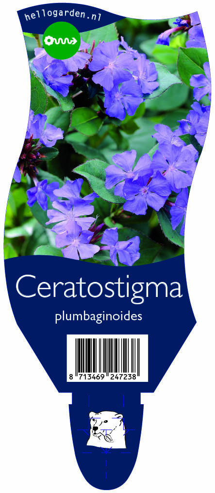 Ceratostigma plumbaginoides ; P11