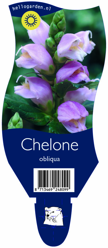 Chelone obliqua ; P11
