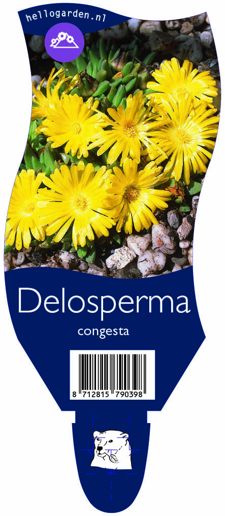 Delosperma congesta ; P11