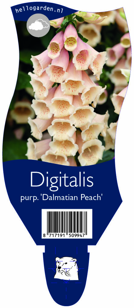 Digitalis purp. 'Dalmatian Peach' ; P11