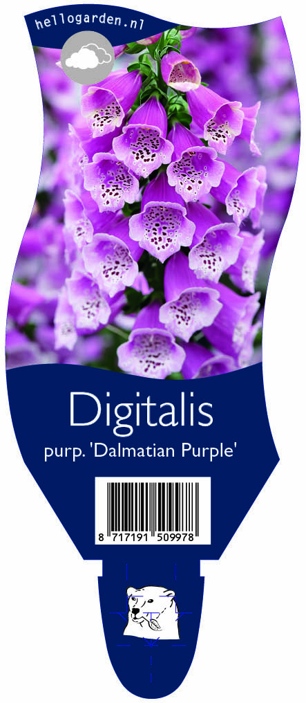 Digitalis purp. 'Dalmatian Purple' ; P11