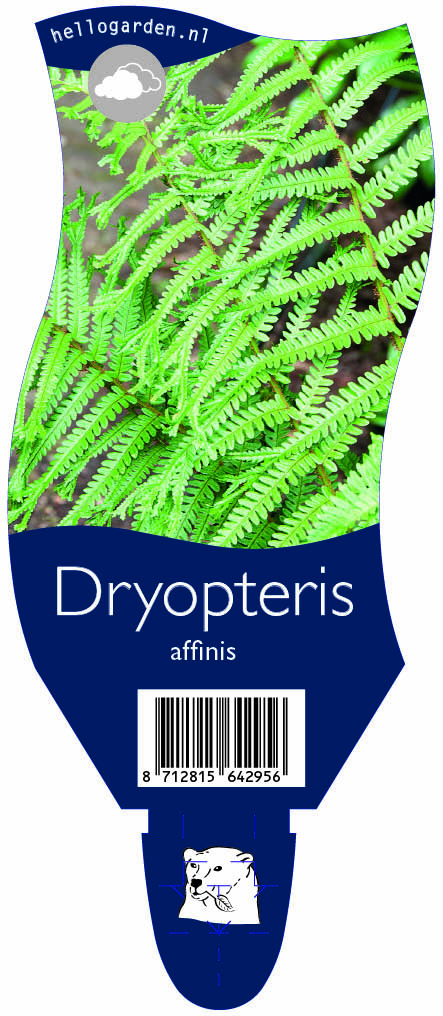 Dryopteris affinis ; P11