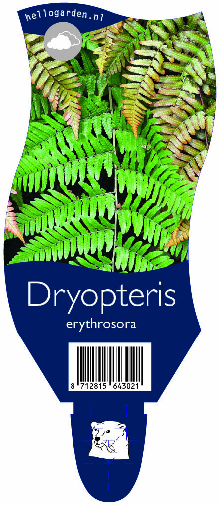Dryopteris erythrosora ; P11