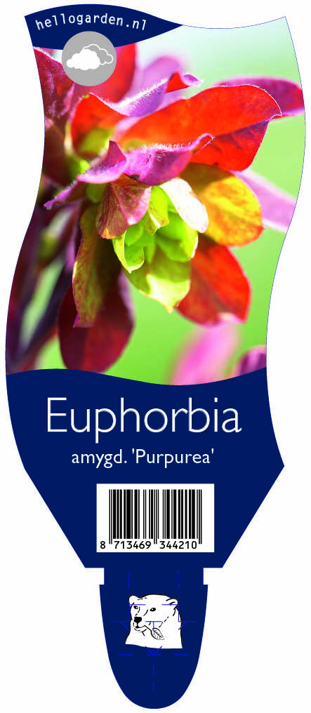 Euphorbia amygd. 'Purpurea' ; P11