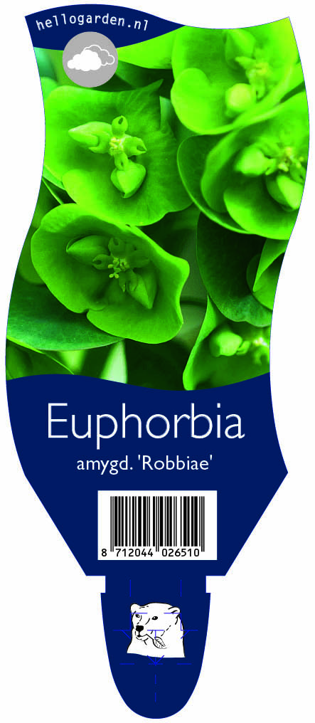 Euphorbia amygd. 'Robbiae' ; P11