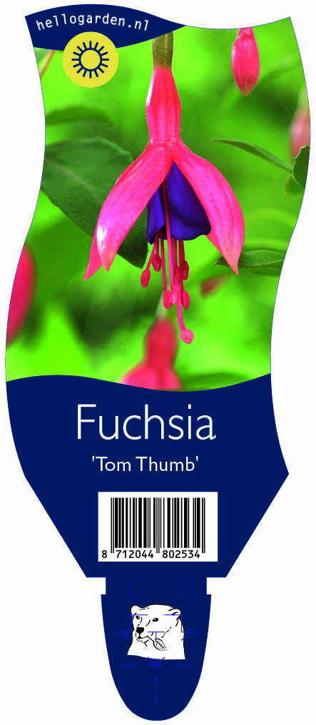Fuchsia 'Tom Thumb' ; P11