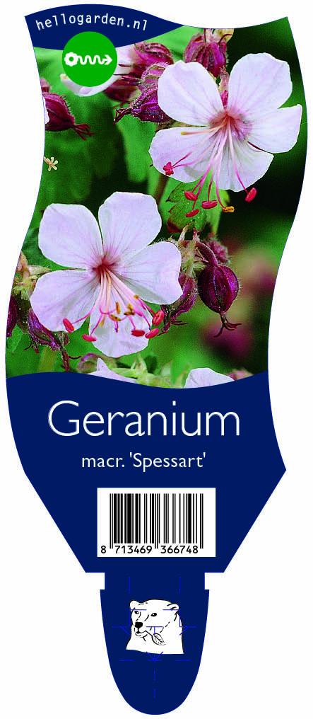 Geranium macr. 'Spessart' ; P11