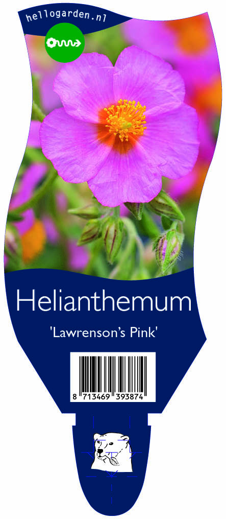 Helianthemum 'Lawrenson’s Pink' ; P11