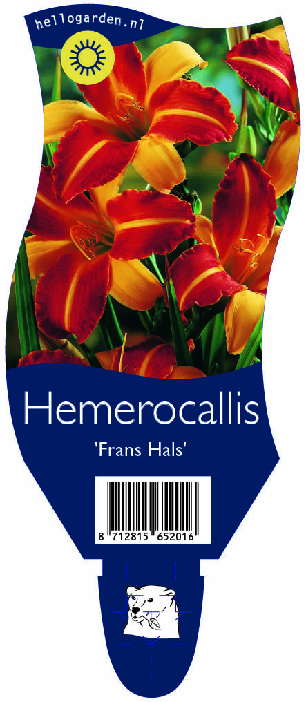 Hemerocallis 'Frans Hals' ; P11