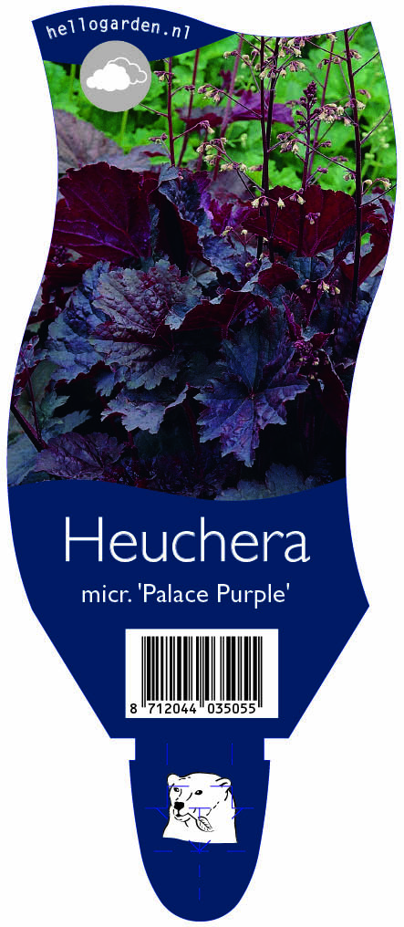 Heuchera micr. 'Palace Purple' ; P11