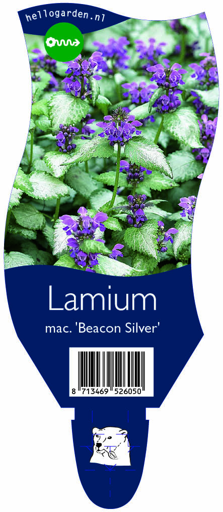 Lamium mac. 'Beacon Silver' ; P11