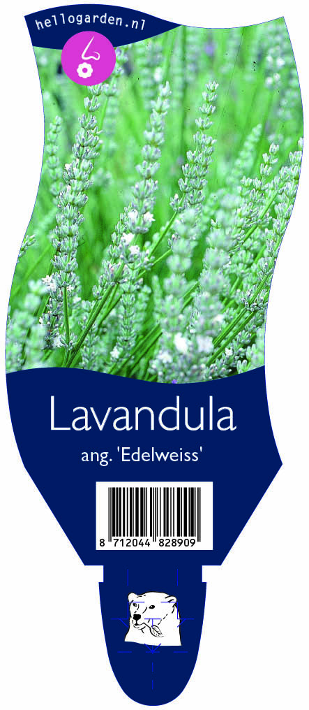 Lavandula ang. 'Edelweiss' ; P11