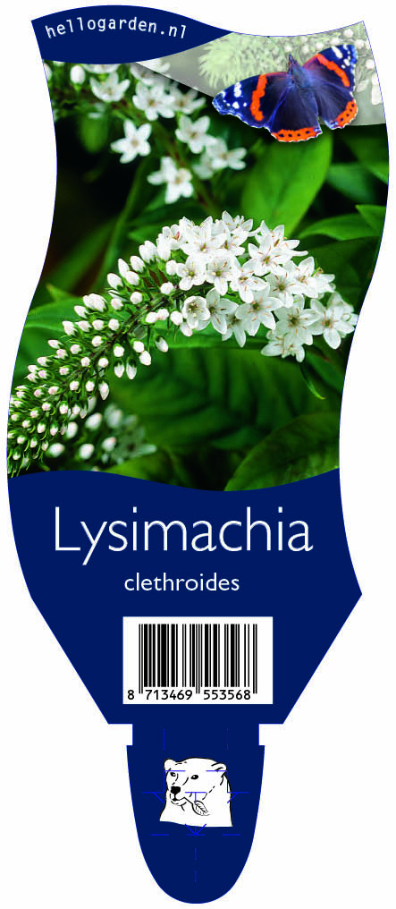 Lysimachia clethroides ; P11