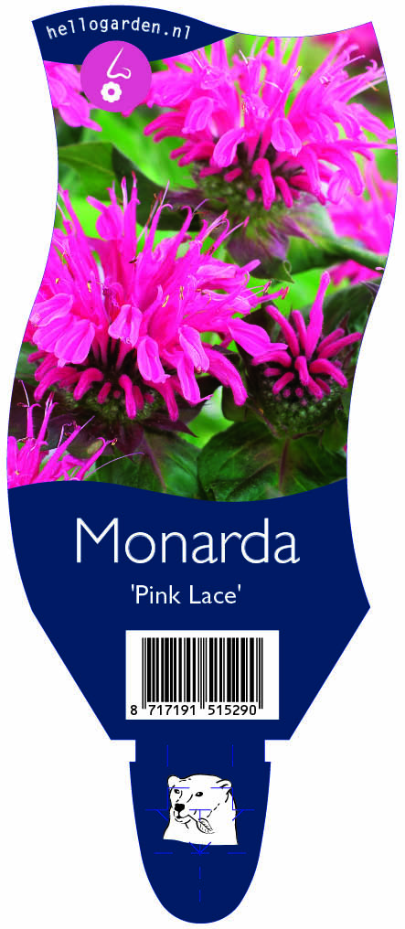 Monarda 'Pink Lace' ; P11