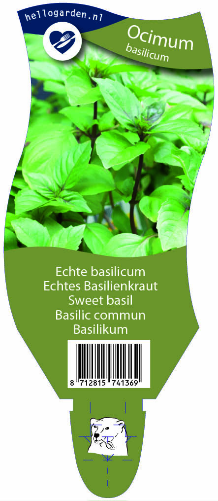 Ocimum basilicum ; P11