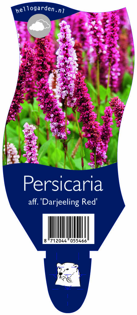 Persicaria aff. 'Darjeeling Red' ; P11